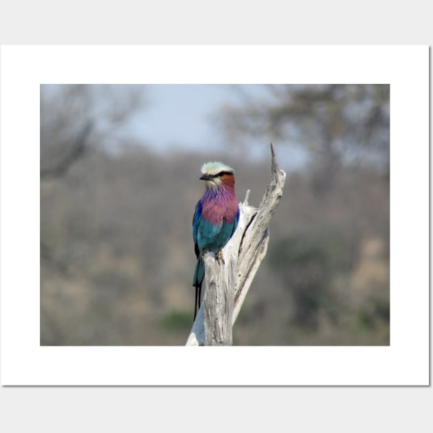 My African Safari - Blue-bellied roller Wall Art by kimbo11